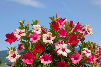 Mandevilla: Tuinplant van de maand mei (Uitgelicht: tuinplanten)