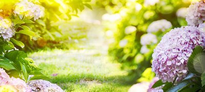 Wat te doen in de tuin in juli? (Tuinieren)
