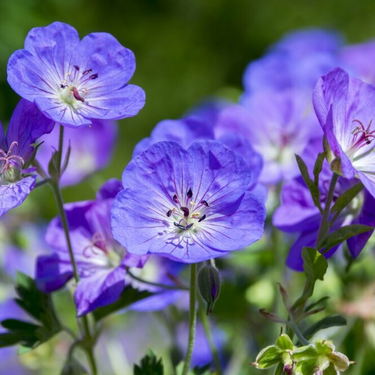 Top 5 Sterkste Perkplanten 2024 voor Jouw Tuin