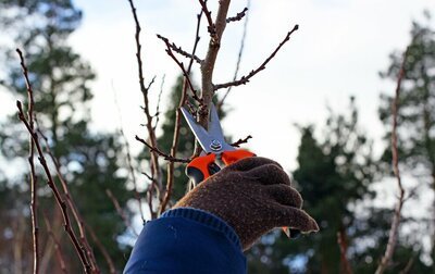 Januari is de beste snoeimaand (Tuinieren)