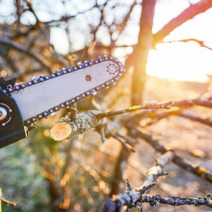 Slim snoeien in de tuin: wanneer een kettingzaag het verschil maakt (Tuinieren)