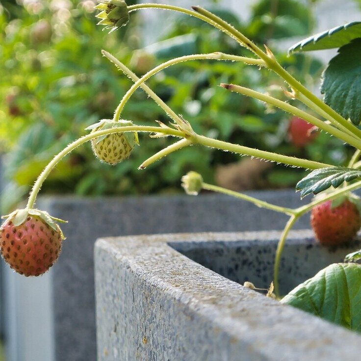 Het opnieuw aanleggen van je tuin en een stijlvolle transformatie met plantenbakken