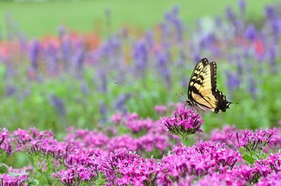 Top 10 vlinderplanten