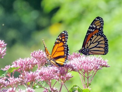 Top 5 vlinders in uw tuin in de zomer