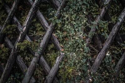 Tuin beschermen tegen stormschade (Tuinnieuws)