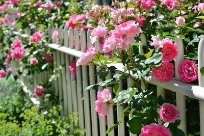 Wat te doen in de tuin in juni? (Tuinieren)
