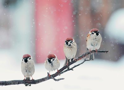 Tuinieren in de winter: 10 tips (Tuinieren)