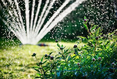 Hoe verzorgt u uw tuin bij warm weer? (Tuinieren)