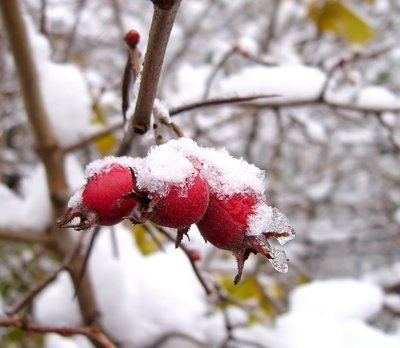 Tuintips december: Bescherm uw planten tegen de kou! (Tuinieren)