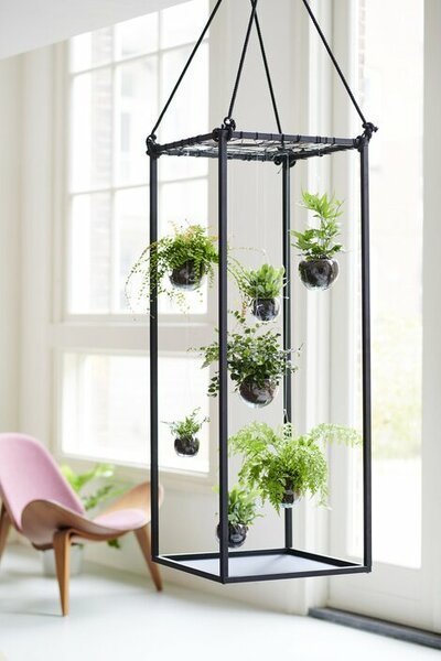 Varens zijn woonplanten van de maand februari! (Uitgelicht: woonplanten)