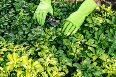 Het snoeien van vaste planten: Hoe doet u dat (Tuinieren)