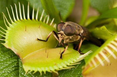 Exotische kamerplanten #2 Venus Vliegenvanger (Kamerplanten)