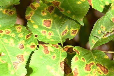 Wat te doen met verdorde tuinplanten? (Tuinieren)