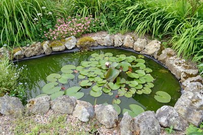 Vijverplanten: ze zijn nodig (Vijver)