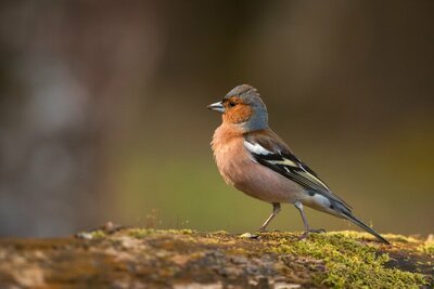 De uitslag van Het grote Vogelweekend (Dieren in de tuin)