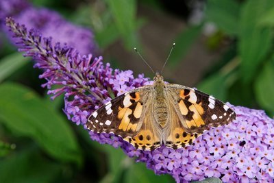 De vlinderstruik snoeien in de zomer (Tuinieren)