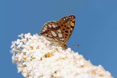 Een vlindertuin inrichten (Deel 1)