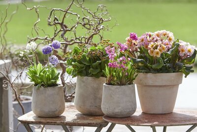 Voorjaarsverrassingen als tuinplant van de maand februari (Uitgelicht: tuinplanten)