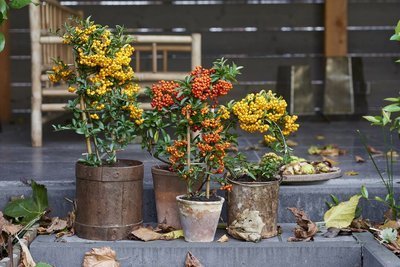 Tuinplant van de maand oktober: de Vuurdoorn (Uitgelicht: tuinplanten)