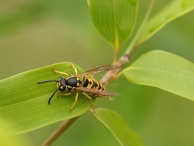 Wespen in je tuin: hoe roep je die een halt toe? (Dieren in de tuin)