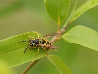 Wespen in je tuin: hoe roep je die een halt toe?