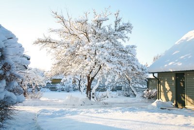 Wat te doen in de tuin in december? (Tuinieren)