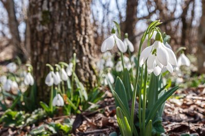 Wat te doen in de tuin in februari? (Tuinieren)