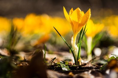 Wat te doen in de tuin in maart? (Tuinieren)