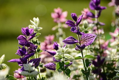Wat te doen in de tuin in september? (Tuinieren)