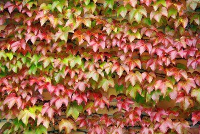 De prachtige bladeren van de Wilde Wingerd in het najaar (Uitgelicht: tuinplanten)