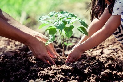 Verplant uw wintergroene planten en struiken in oktober (Tuinieren)