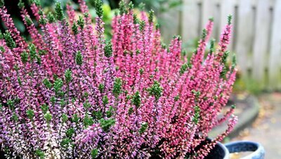 Alvast kleur in de tuin met winterheide (Uitgelicht: tuinplanten)