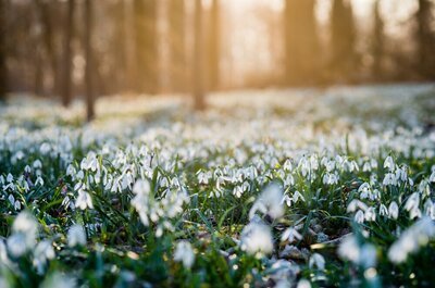 Winterse bloemenuitjes (Tuinnieuws)