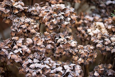 De hortensia snoeien in de winter (Uitgelicht: tuinplanten)