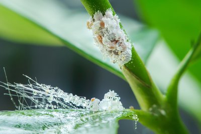 Help! wolluis in de hortensia! (Mest- & Bestrijdingsstoffen)