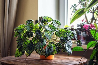 Woonplant van de maand april: Begonia (Uitgelicht: woonplanten)