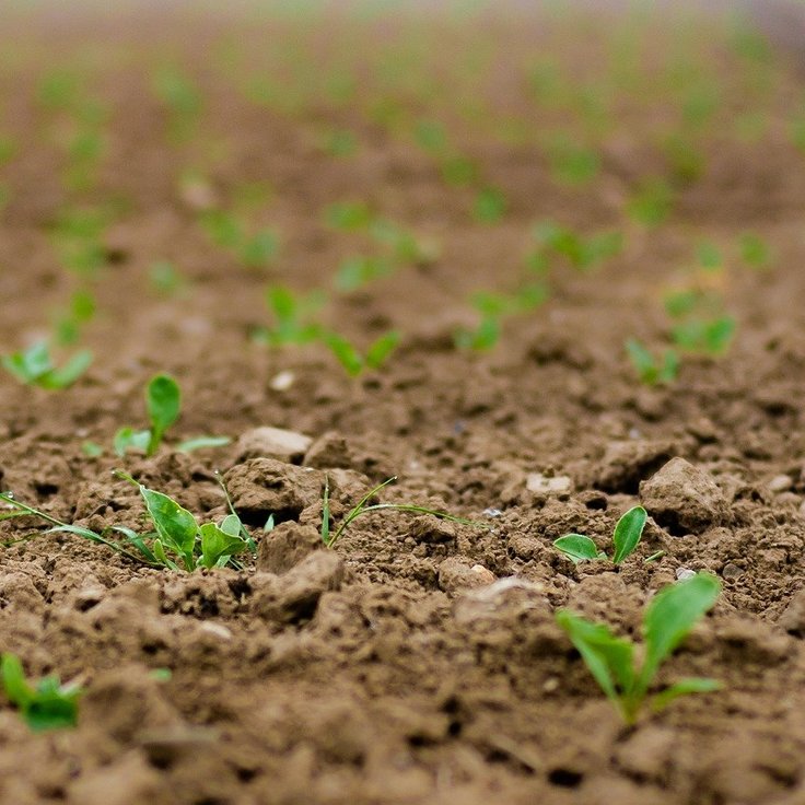 Zaden kopen voor je moestuin: waar moet je op letten?