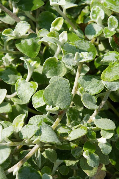 De Zilverwinde bloeit prachtig in het najaar (Uitgelicht: tuinplanten)