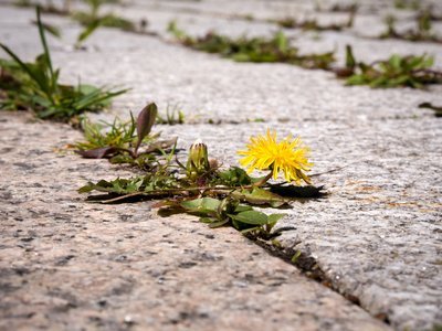 Zo bestrijdt u straatjesgras (Tuinieren)