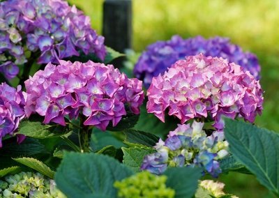 De zomersnoei van de hortensia (Tuinieren)