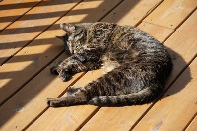 Zomertips voor uw huisdier (Dierbenodigdheden)